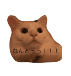 白ネコゆらぎの日常だよ！！（個別スタンプ：3）