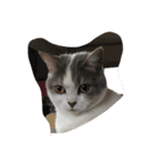 mycat s（個別スタンプ：1）