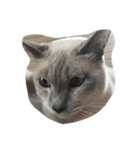 mycat s（個別スタンプ：2）