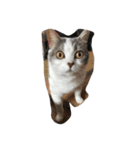 mycat s（個別スタンプ：3）