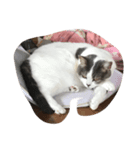 mycat s（個別スタンプ：4）