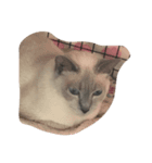 mycat s（個別スタンプ：5）