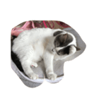 mycat s（個別スタンプ：6）