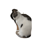 mycat s（個別スタンプ：7）