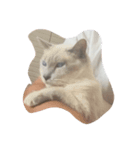mycat s（個別スタンプ：8）