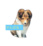 せなもこもな（個別スタンプ：10）