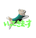 雑種犬モカ2（個別スタンプ：2）