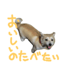 雑種犬モカ2（個別スタンプ：19）