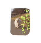 ネロマロ（個別スタンプ：2）