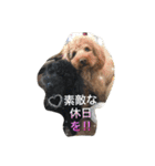 トイプードル  もこ＆らるちゃん（個別スタンプ：1）