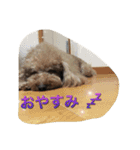トイプードル  もこ＆らるちゃん（個別スタンプ：10）