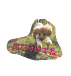 トイプードル  もこ＆らるちゃん（個別スタンプ：19）