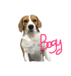 Bogy（個別スタンプ：1）