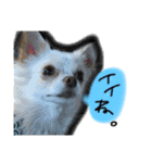 うちのペット①（個別スタンプ：1）