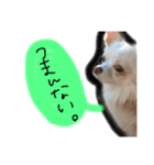 うちのペット①（個別スタンプ：3）