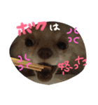 うちのペット①（個別スタンプ：16）