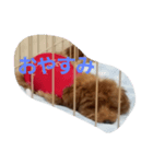 わんわんせぶん（個別スタンプ：4）