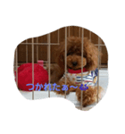 わんわんせぶん（個別スタンプ：6）