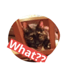さび猫ニートスタンプ（個別スタンプ：1）