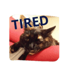 さび猫ニートスタンプ（個別スタンプ：3）