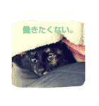 さび猫ニートスタンプ（個別スタンプ：4）