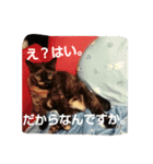 さび猫ニートスタンプ（個別スタンプ：5）