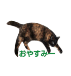さび猫ニートスタンプ（個別スタンプ：10）