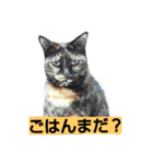 さび猫ニートスタンプ（個別スタンプ：13）
