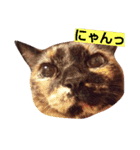 さび猫ニートスタンプ（個別スタンプ：15）