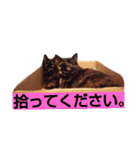 さび猫ニートスタンプ（個別スタンプ：16）