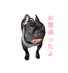ロコ、ブル、トラ（個別スタンプ：3）