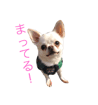 ロコ、ブル、トラ（個別スタンプ：8）