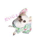 ロコ、ブル、トラ（個別スタンプ：10）