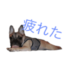 ロコ、ブル、トラ（個別スタンプ：13）