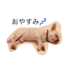 ロコ、ブル、トラ（個別スタンプ：14）