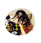 mame.pon.reo.azu（個別スタンプ：1）
