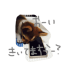 mame.pon.reo.azu（個別スタンプ：7）