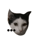 dali : common cat（個別スタンプ：1）