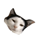 dali : common cat（個別スタンプ：2）