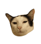 dali : common cat（個別スタンプ：3）