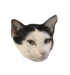 dali : common cat（個別スタンプ：4）