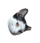 dali : common cat（個別スタンプ：5）