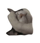 dali : common cat（個別スタンプ：6）