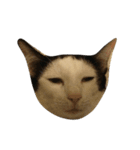 dali : common cat（個別スタンプ：8）