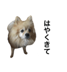 くうぷうぽんすけ2（個別スタンプ：5）