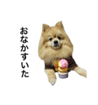 くうぷうぽんすけ2（個別スタンプ：11）
