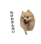 くうぷうぽんすけ2（個別スタンプ：13）