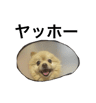 くうぷうぽんすけ2（個別スタンプ：19）