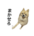 くうぷうぽんすけ2（個別スタンプ：20）