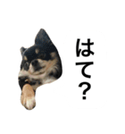 くうぷうぽんすけ2（個別スタンプ：21）